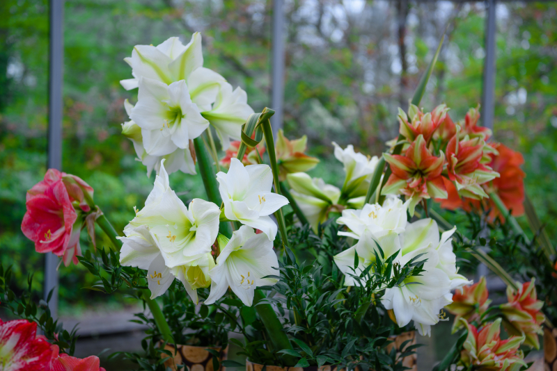 röd och vit amaryllis